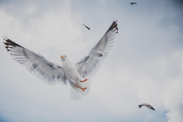 low angle view of seagulls flying against cloudy sky