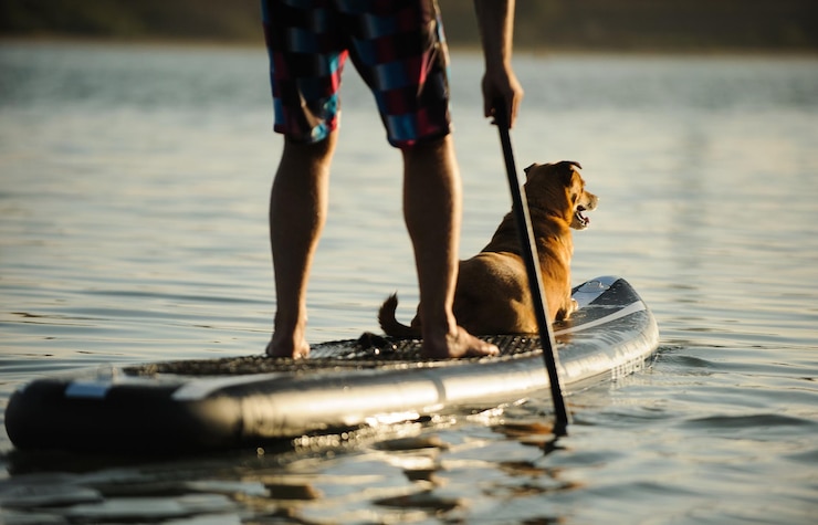 Fotografie low section of man paddleboarding with dog on lake during sunset