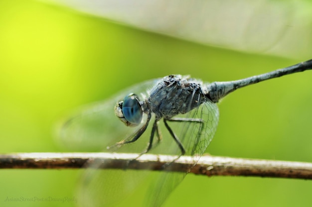 macro shot of dragonfly on stick