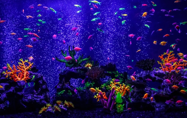 Makro záběr krásné ryby glo tetra danio rerio