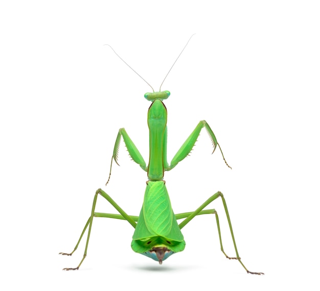 Male praying mantis - Macromantis ovalifolia, isolated on white