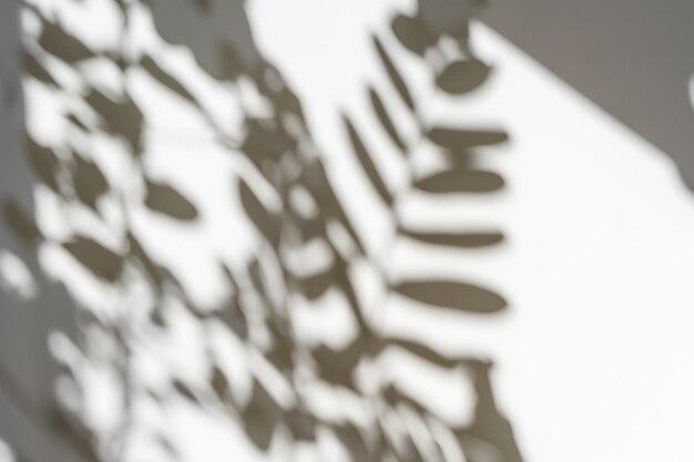 natural tree leaves shadow creating patterns on white wall