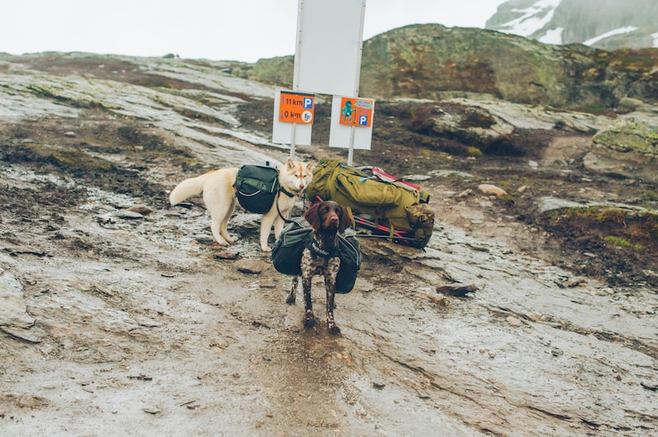 Fotografie norwegian dogs in the mountains