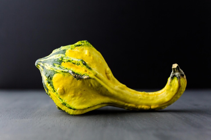 Fotografie organic miniature gourds on black background.