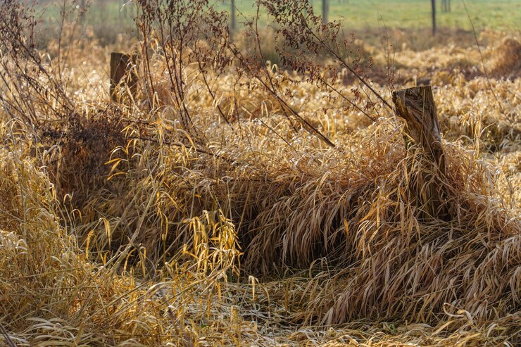 Fotografie overgrown winter fence