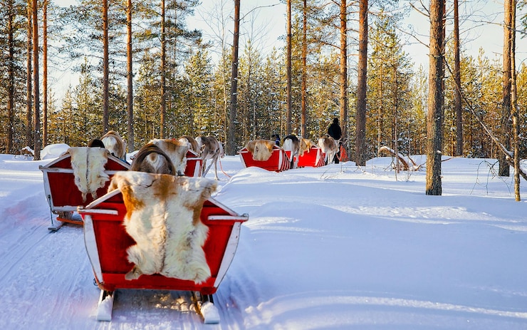 Fotografie people on reindeer sleigh in finland in rovaniemi at lapland farm. family on christmas sledge at winter sled ride safari with snow finnish arctic north pole. selective focus