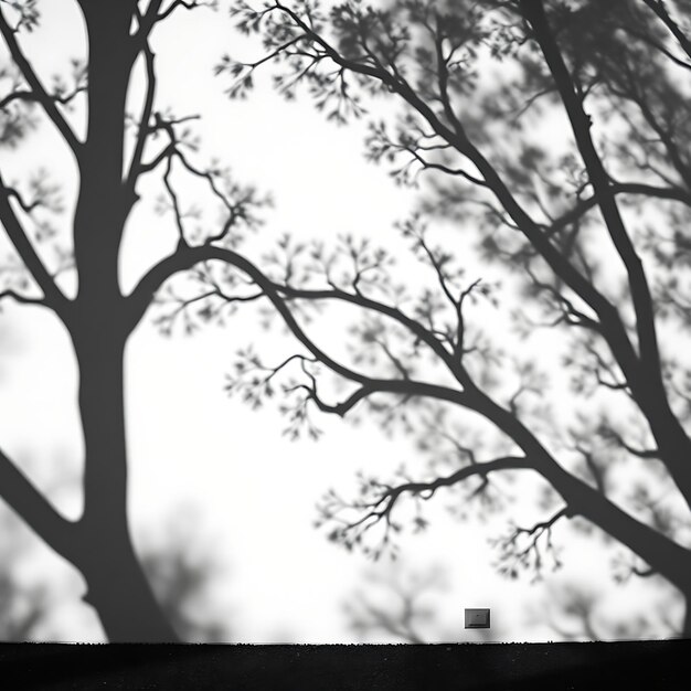 Photo of Oak Tree Branch Shadows Creating Strong Angular Forms Sharp Contrasts Emphasize Structure