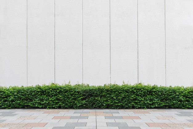 plants growing against wall