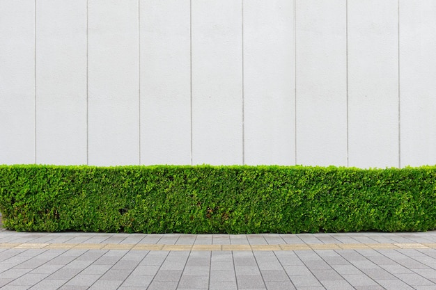 plants growing on footpath against wall