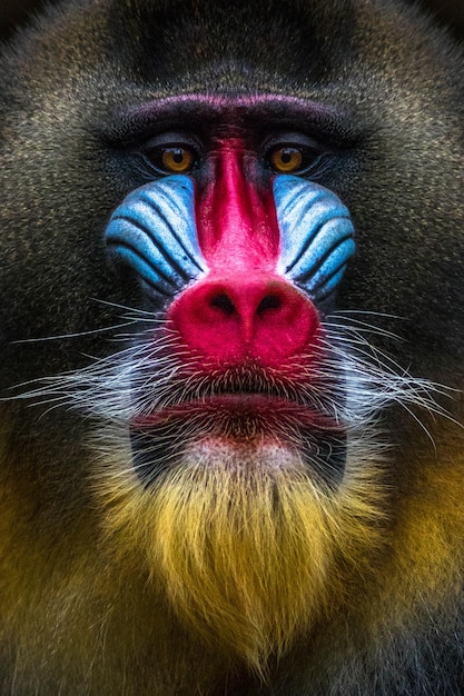 Rainbow colors of male mandrill monkey face