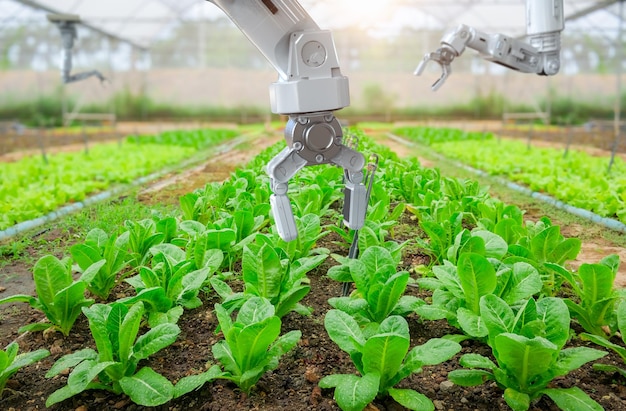 robotic arm harvest lettuce in farm