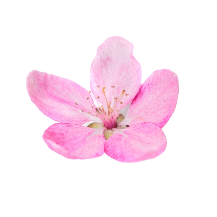 Fotografie růžová květina ze sakury izolovaná na bílém pozadí. makro záběr zblízka, studio
