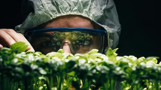 Scientist analyze ogm genetically modified plants