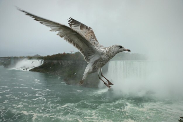 seagull flying over river against clear sky