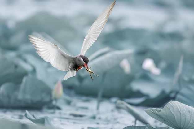 seagull flying over sea