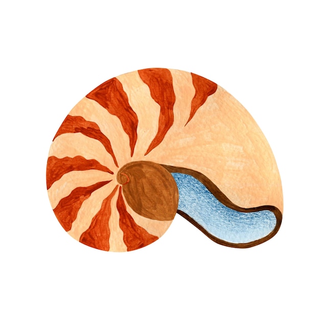 Seashell watercolor illustration isolated on white background