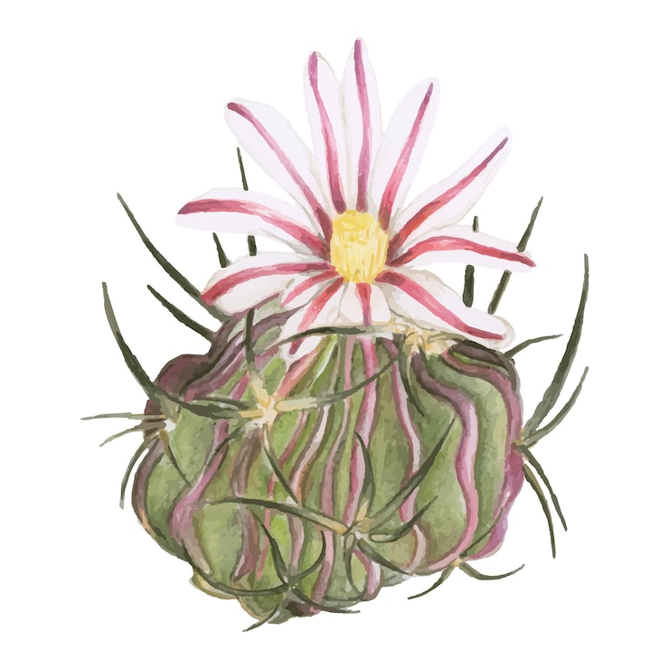 Fotografie stenocactus multicostatus cactus watercolor sticker png