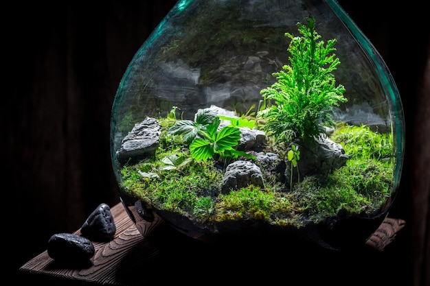 stunning rain forest in a jar with self ecosystem