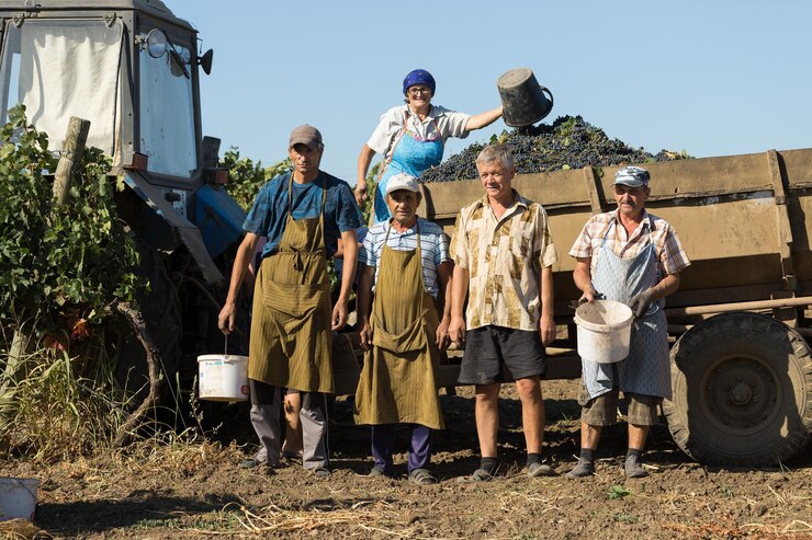 Fotografie taraclia moldova 09152020 farmers harvesting grapes from a vineyard autumn harvesting