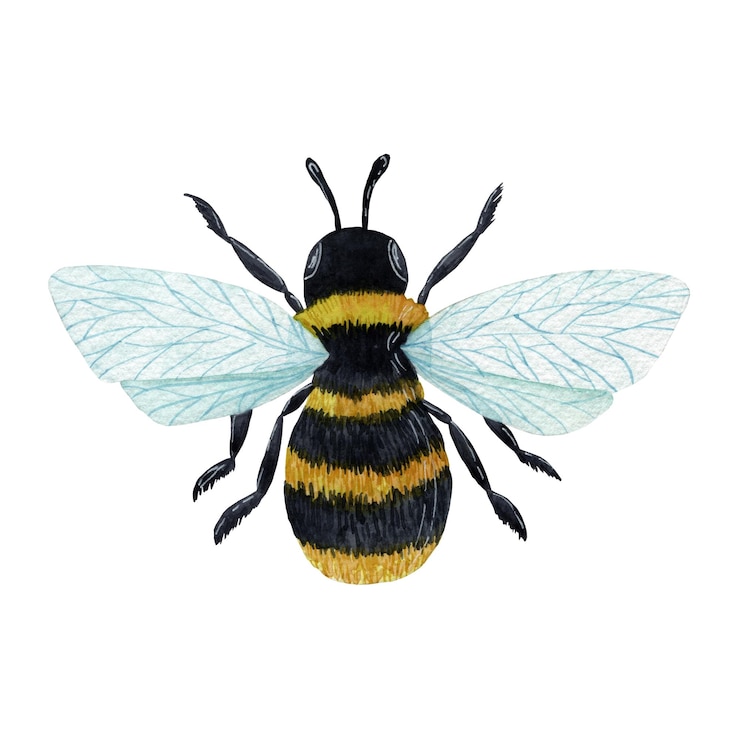 Fotografie the bee white background