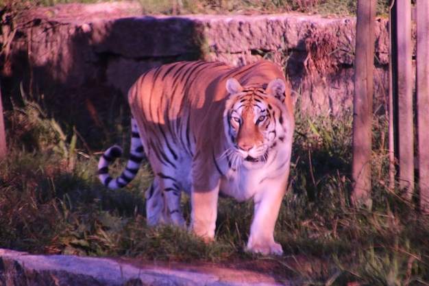tiger standing at zoo