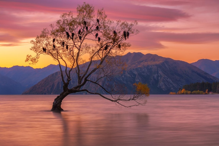 Fotografie tree in lake against sky during sunset