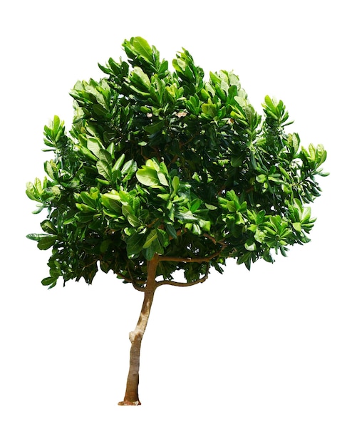 Tree isolated on white backgroundx9
