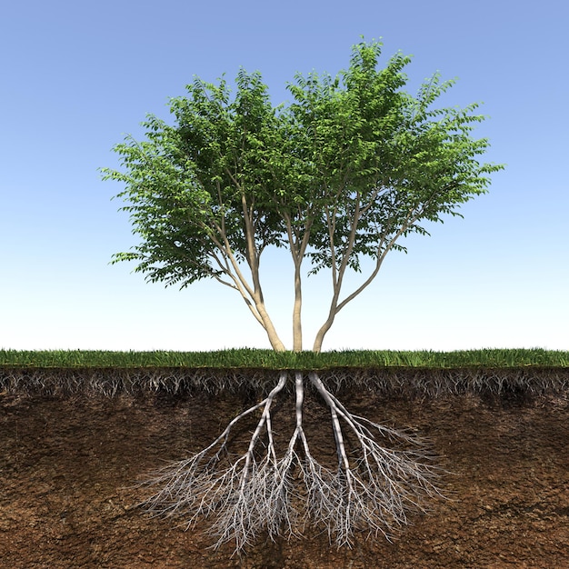 tree with strong and deep roots, 3d render