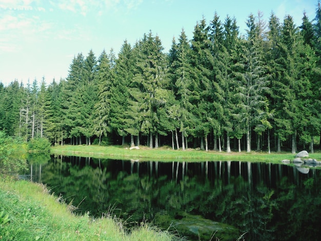 Trees growing by lake
