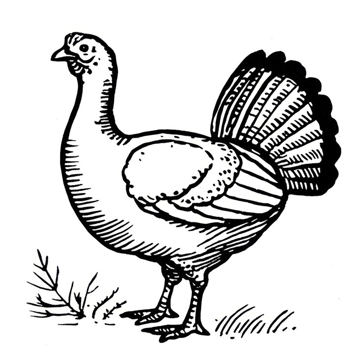 Fotografie turkey animal sketch white