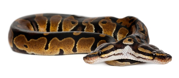 Two headed Royal Python or Ball Python - Python Regius
