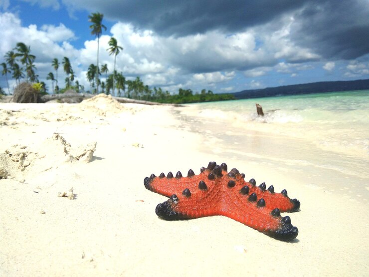 Fotografie view of crab on beach