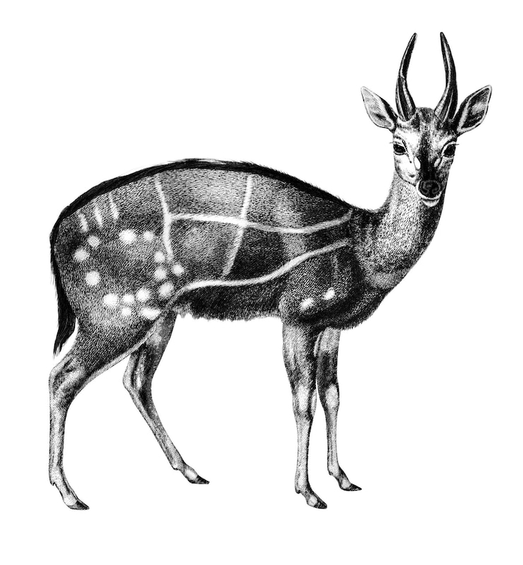 Fotografie vintage harnessed bushbuck png deer animal remix from artworks by charles dessalines dorbigny