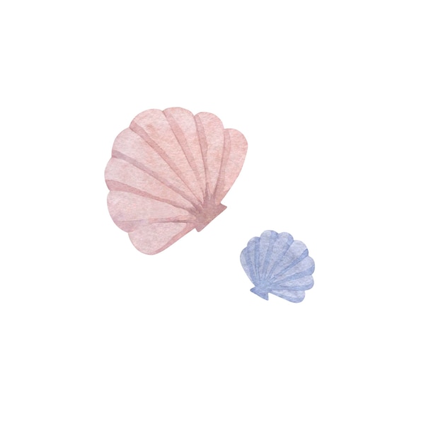 Watercolor illustration of pink and purple seashells on a white background