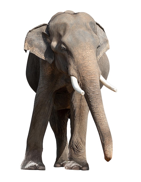 Young Asian elephant isolated on whit background with clipping path