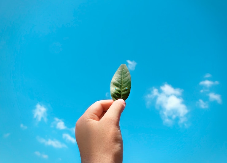 Zdarma Fotografie a leaf in the sky