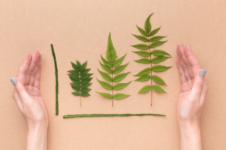Zdarma Fotografie leaves collection