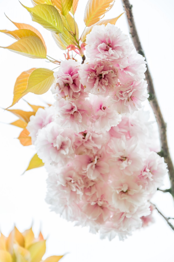Zdarma Fotografie sakura neboli třešňový květ ve vintage stylu pozadí