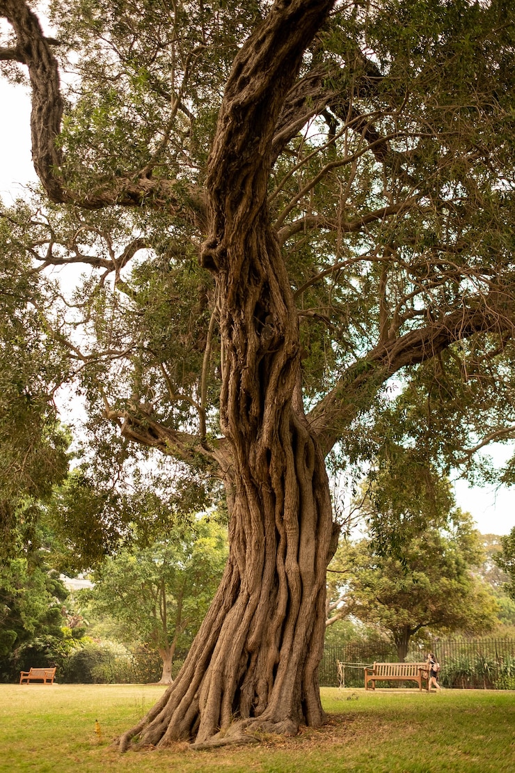 Zdarma Fotografie starý strom v sydneyské botanické zahradě pod slunečním světlem během dne