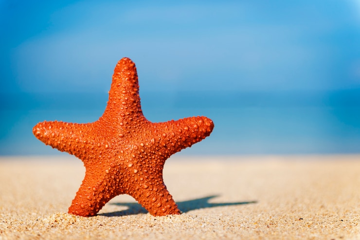 Zdarma Fotografie summer holiday