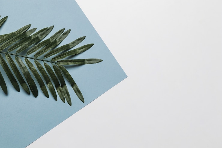 Zdarma Fotografie tropical leaf for spa with copyspace
