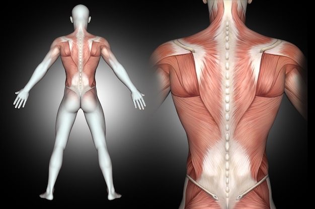 3D figura médica masculina com os músculos das costas destacados