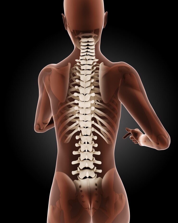 Foto grátis 3d render de um esqueleto médico feminino com close up on back
