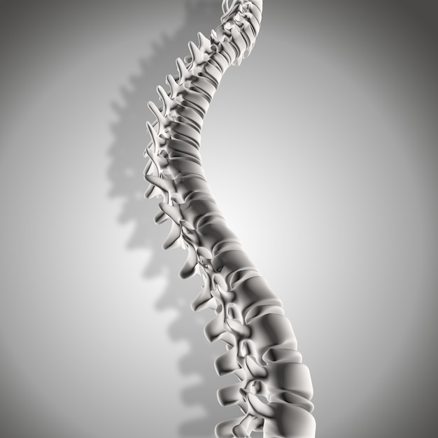 3d render de um fim acima da coluna vertebral