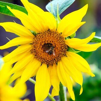 A abelha polinizando a flor de um girassol closeup. botânica e vegetação