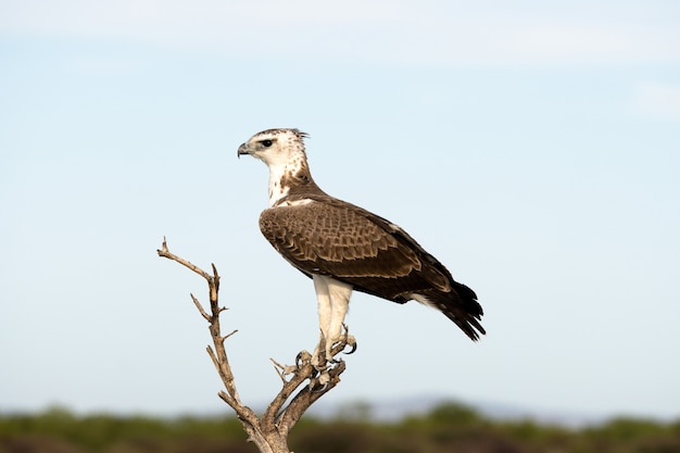 A águia marcial no parque nacional de Etosha, Namíbia. Uma grande águia nativa na África do Sul