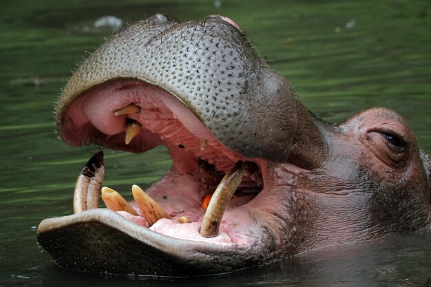 A cabeça de um hipopótamo está esperando por comida no rio