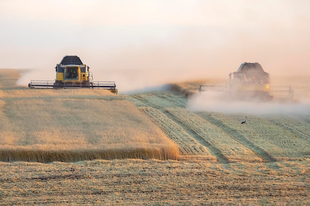 A ceifeira-debulhadora colhe o trigo no campo. agronomia e indústria de grãos