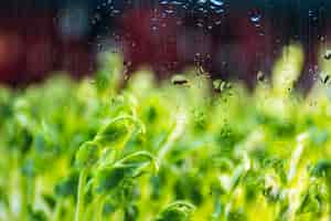 Foto grátis a chuva de fundo cai de perto