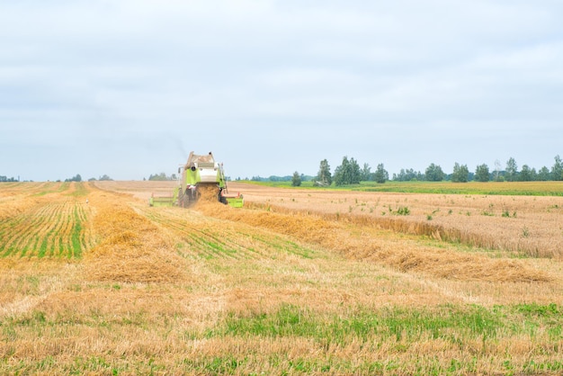 A colheitadeira está colhendo um campo de trigo no outono.